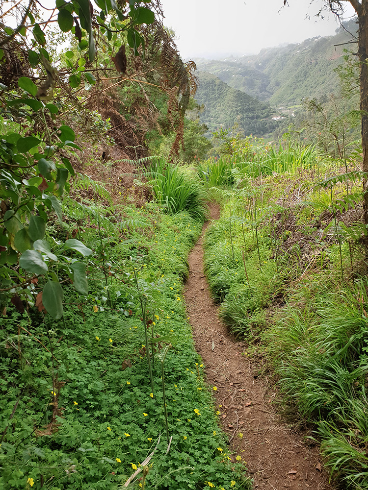 hiking on gran canaria to the laurel forest to the northern part of the island
