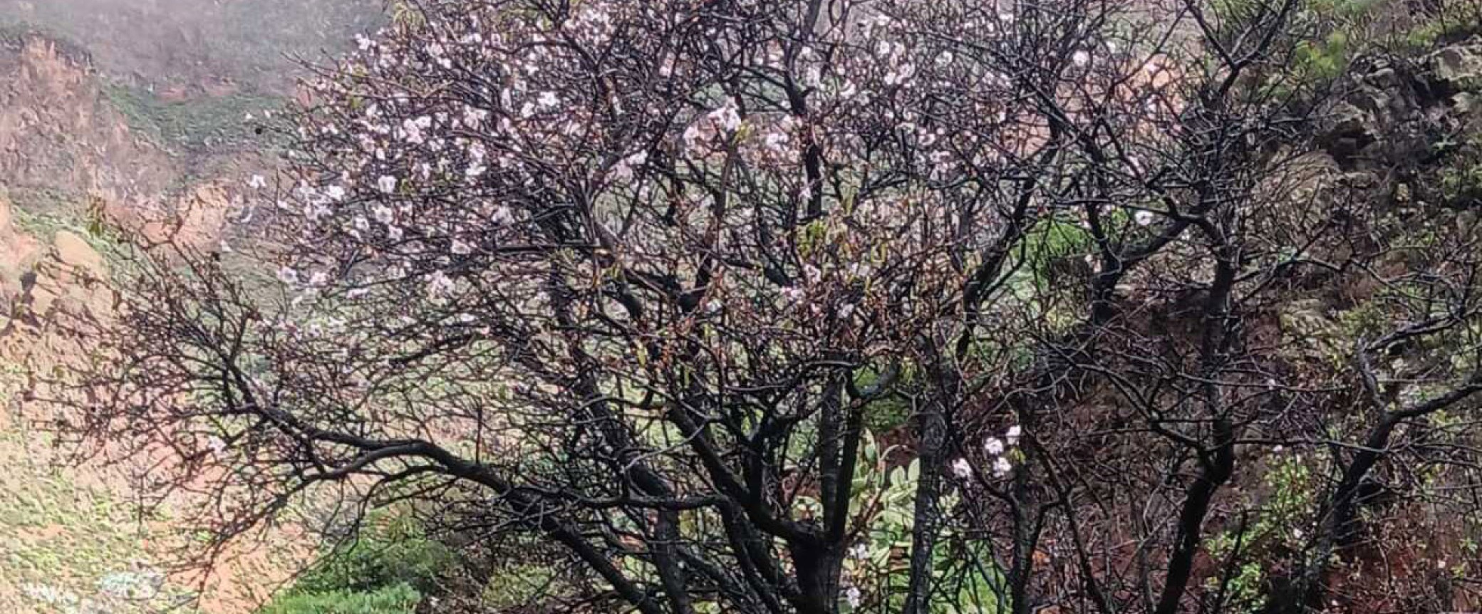 Almond blossom guayadeque hiking trip