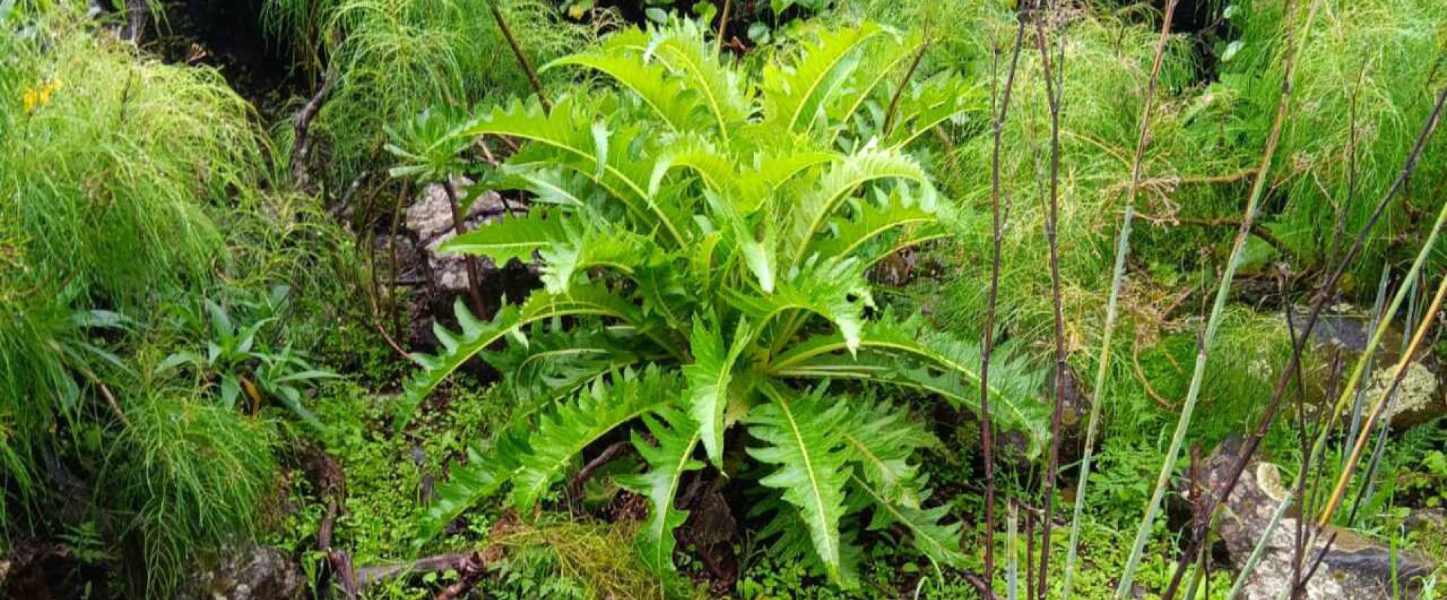 Almond blossom guayadeque hiking trip