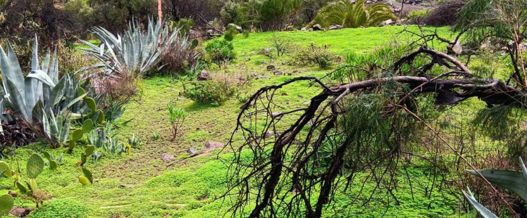 Almond blossom guayadeque hiking trip