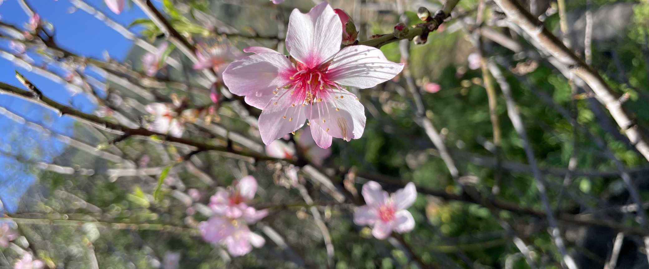 Almond blossom guayadeque hiking trip