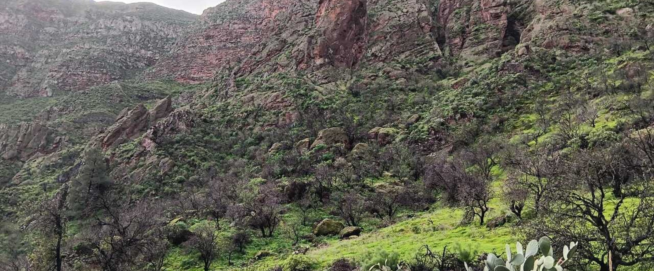 Almond blossom guayadeque hiking trip