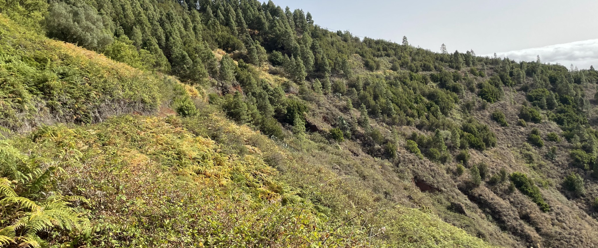 Wandern auf gran canaria in den norden der insel bei Laguna de Valleseco