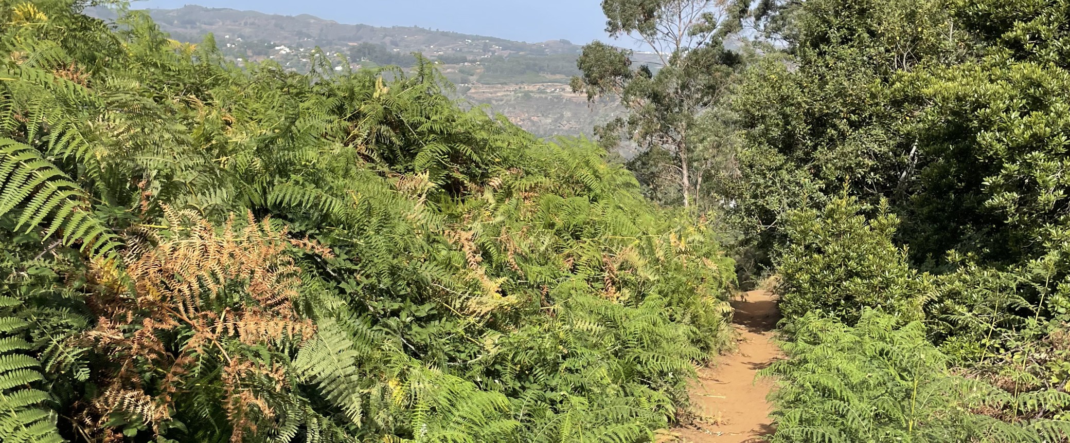 guided hiking tour on gran canaria to the north