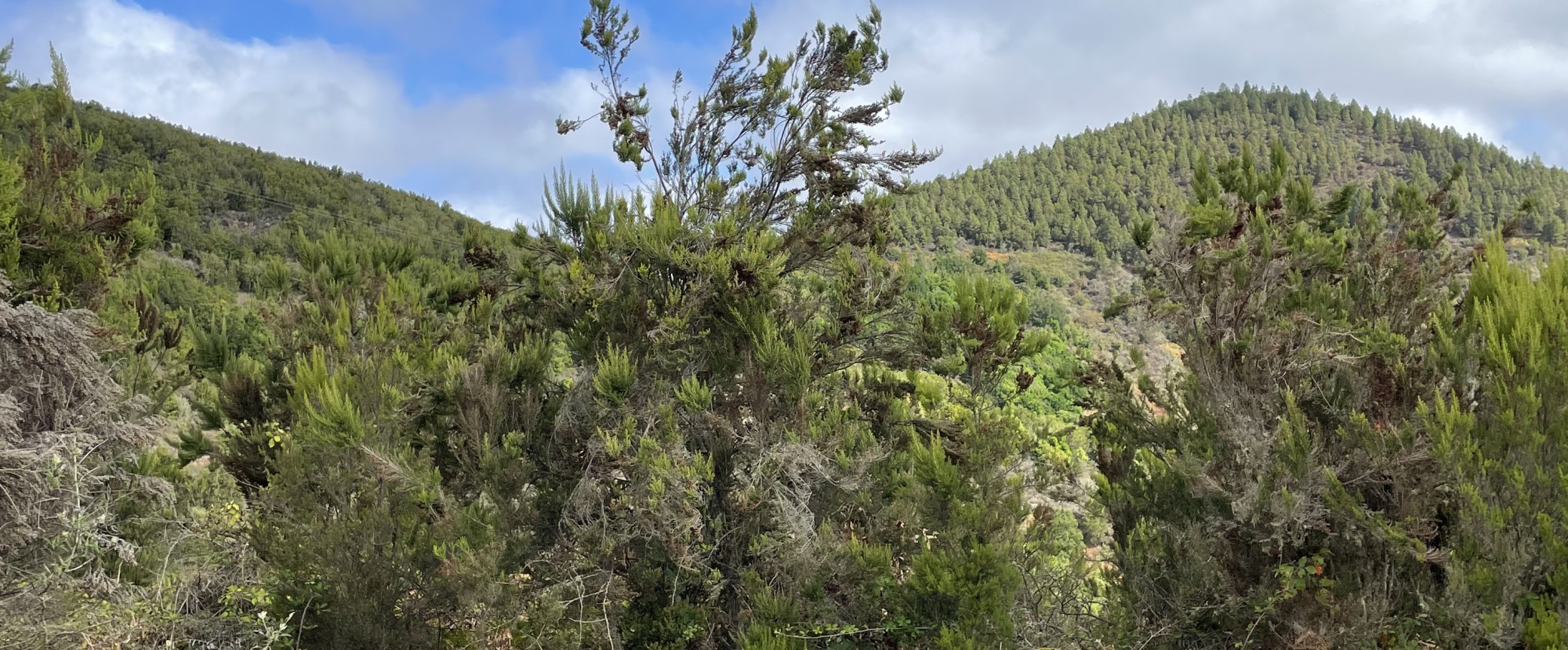 guided hiking tour on gran canaria to the north