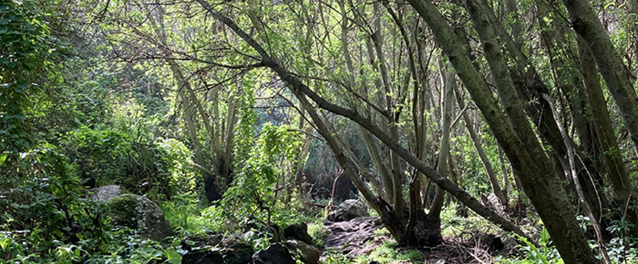 hiking, trekking and walking on gran canaria to the most beautiful places