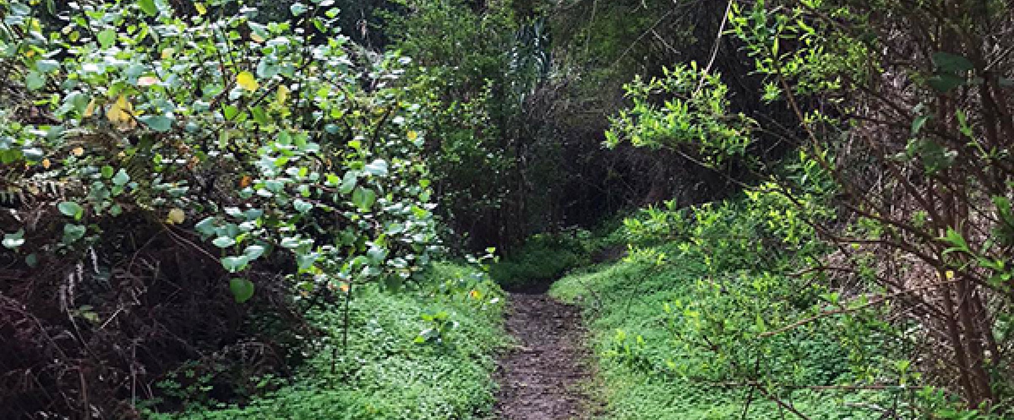 hiking gran canaria guided hikes trekking walking