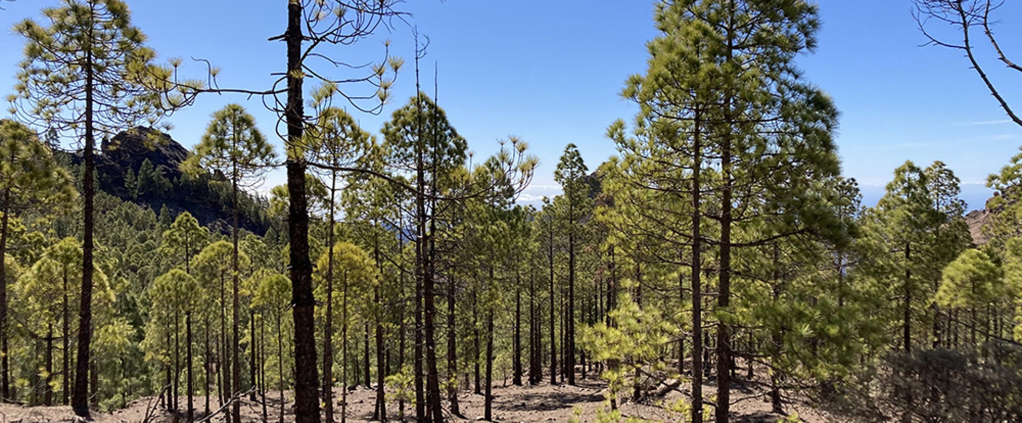 senderismo en gran canaria al roque nublo