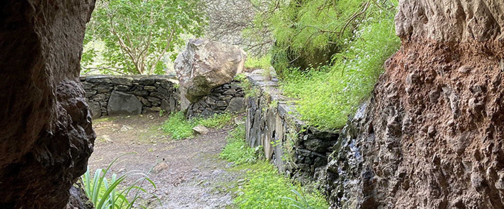 wandern gran canaria, die schönsten wanderungen auf der insel, der Lorbeerwald auf Gran Canaria