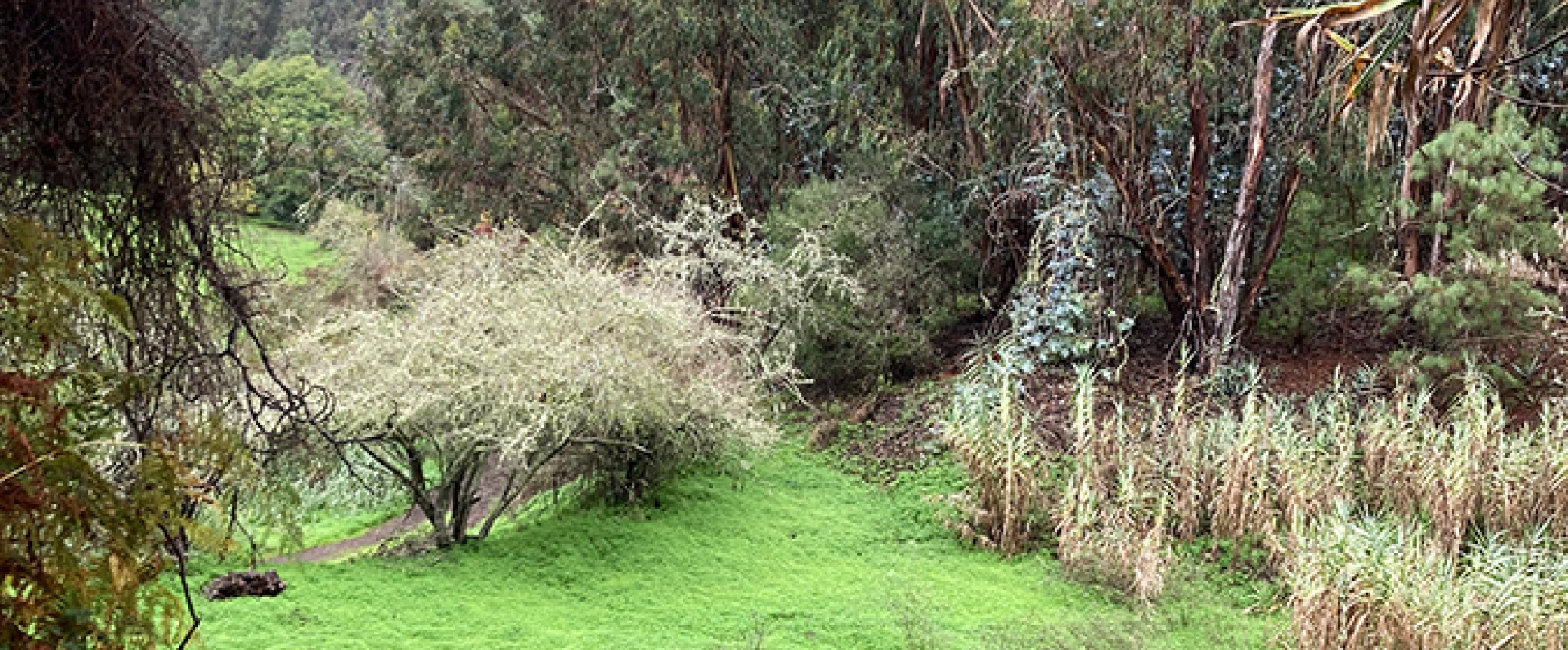 wandern gran canaria, die schönsten wanderungen auf der insel, der Lorbeerwald auf Gran Canaria