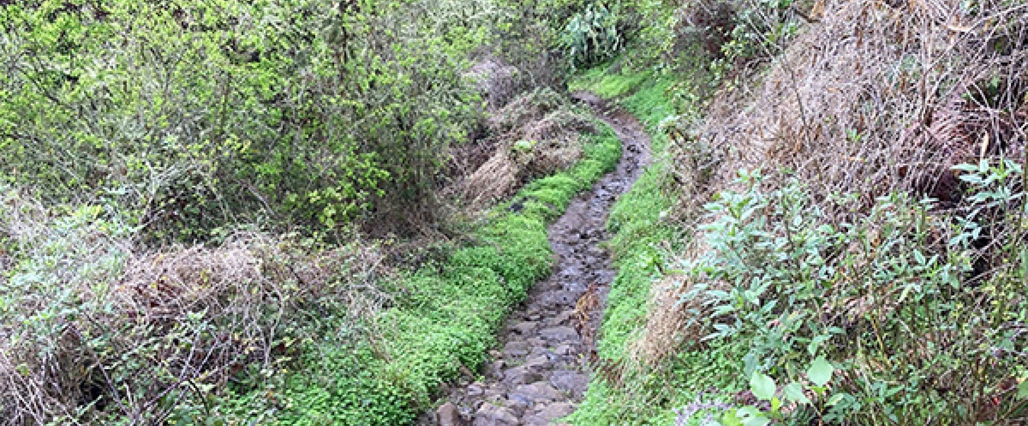 wandern gran canaria, die schönsten wanderungen auf der insel, der Lorbeerwald auf Gran Canaria