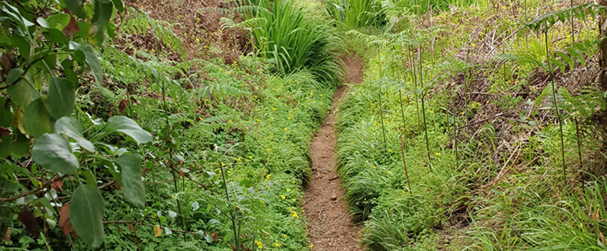 wandern auf gran canaria geführte wanderungen