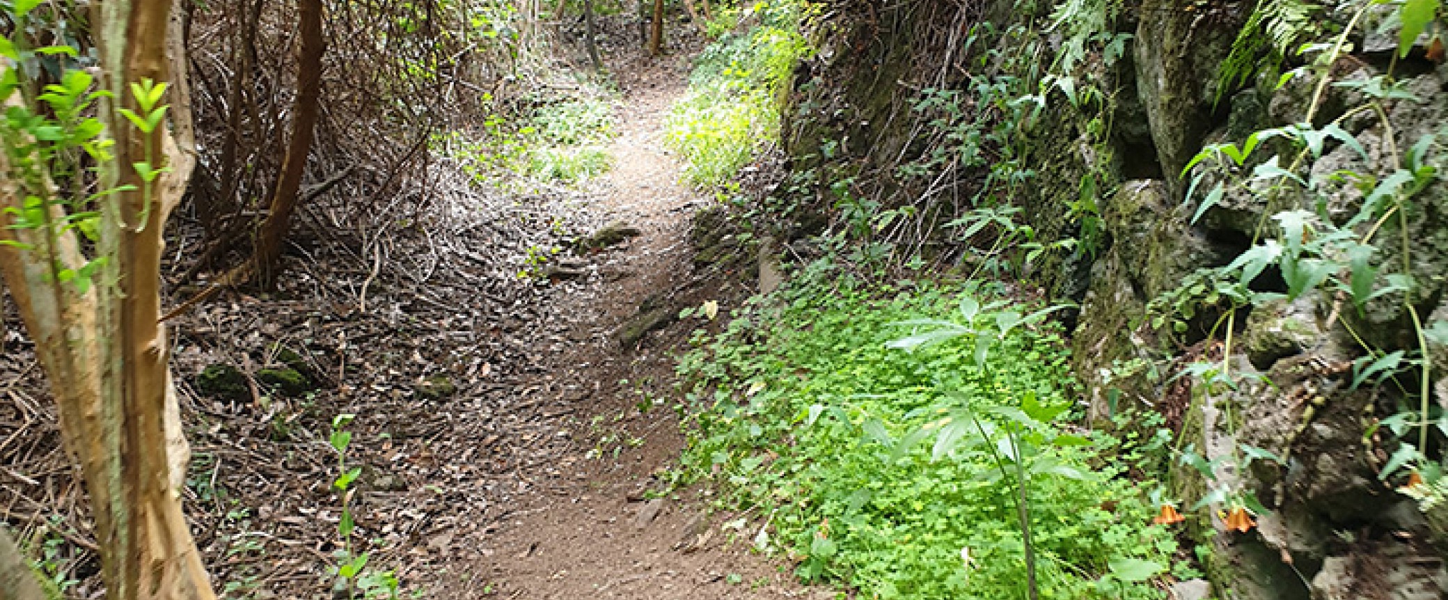 wandern auf gran canaria geführte wanderungen