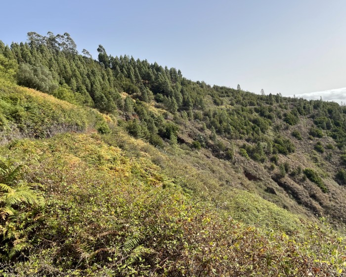 Wandern auf gran canaria in den norden der insel bei Laguna de Valleseco
