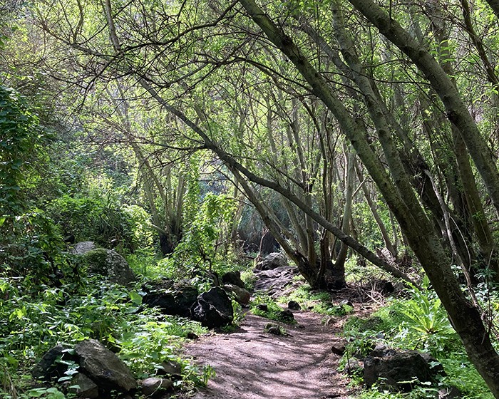 die schönsten wanderungen auf gran canaria in die falkenschlucht