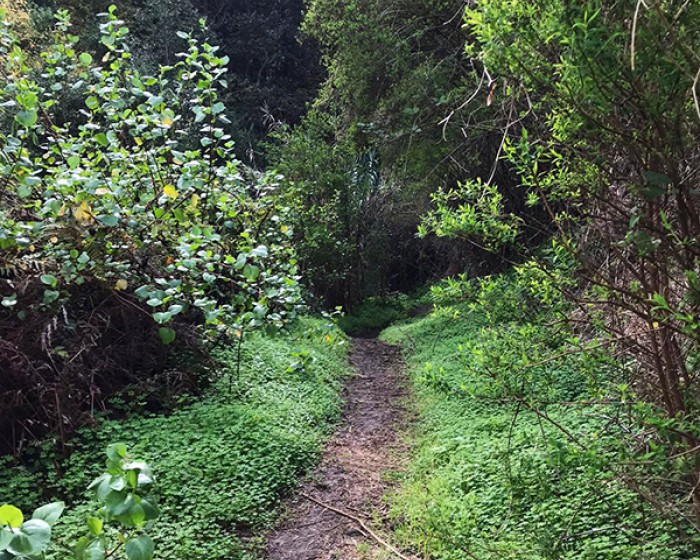 wandern gran canaria, die schönsten wanderungen auf der insel, der Lorbeerwald auf Gran Canaria